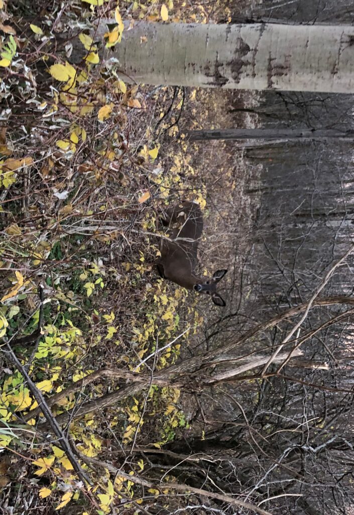 PHOTOS ET VIDÉOS – Euthanasie de cerfs : les relocaliser n’était pas une option