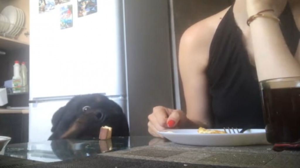 Ce chien joue la comédie pour manger